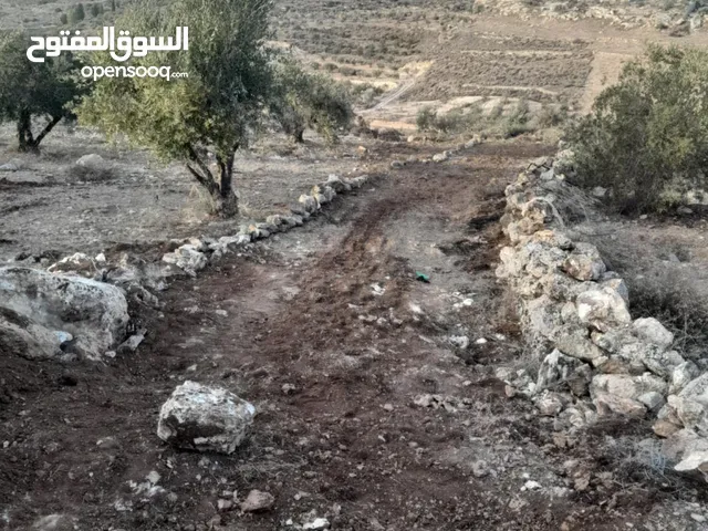 ارض زيتون للبيع في صوريف