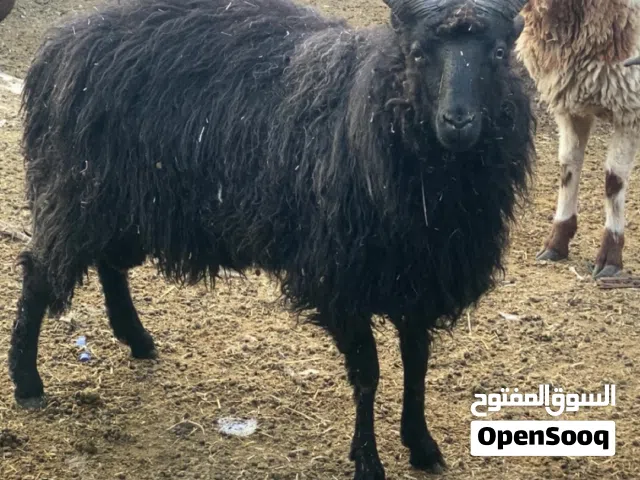 خروف الآرواكا