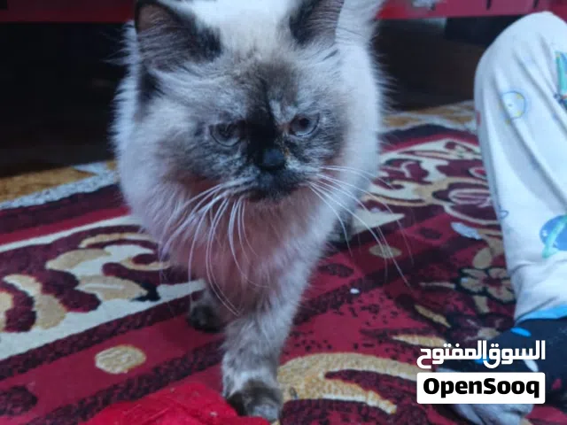 بزونه هملايا للبيع نثيه مرتبه كلش