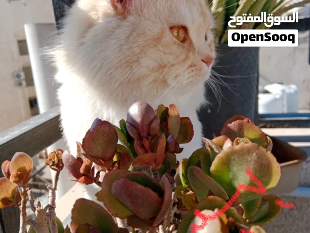 قط شانشيلا معقم وماخذ ادويه هادي لطيف ما باكل غير اكل قطط معين Cat Pills  وانواع ثانيه
