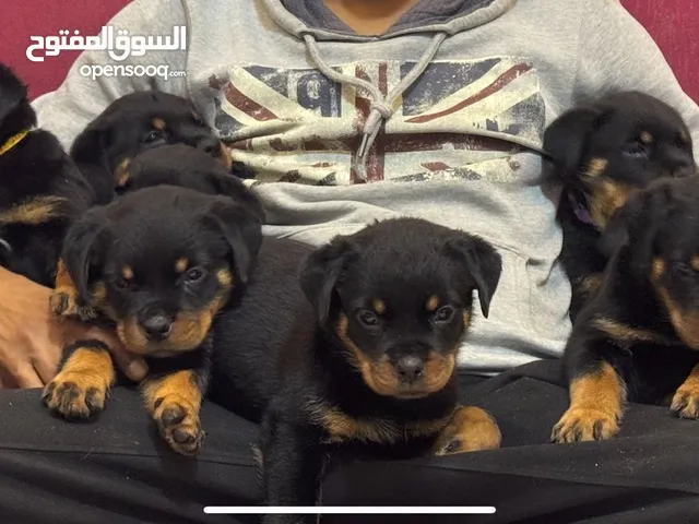 جراوي روت للبيع عمر 55يوم