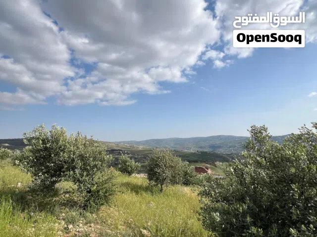 قطعة أرض للبيع في جرش  النبي هود الرشايده الشرقيه مزروعه اشجار زيتون أطلاله بانوراما