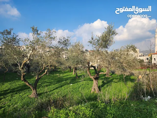Commercial Land for Sale in Ramallah and Al-Bireh Surda