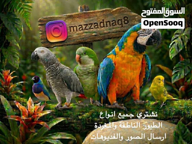 نشتري جميع انواع الطيور الناطقة والمغردة والاليفة