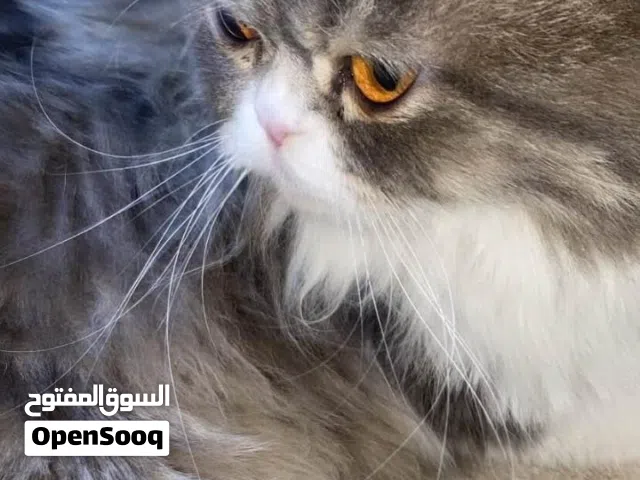 قطه للبيع نضيفه وحلوه