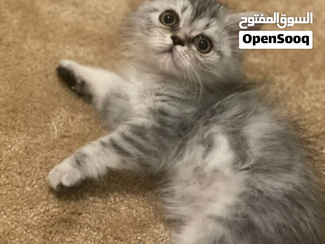 كيتن شانشيلا عمرهم شهرين
