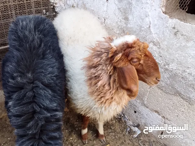 عبر للبيع نخب