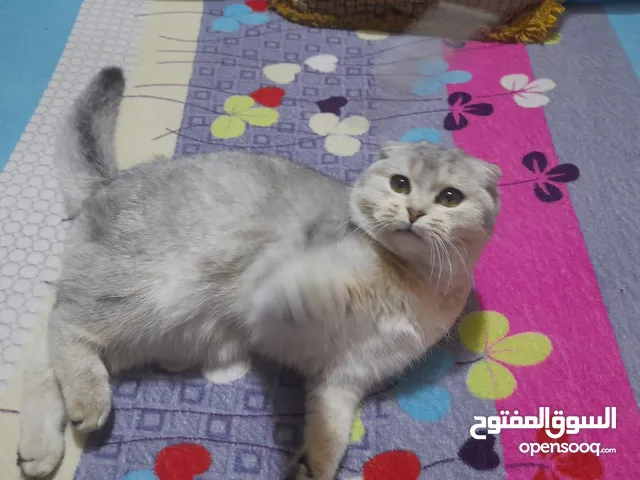 قط سكوتش عمر ست اشهر