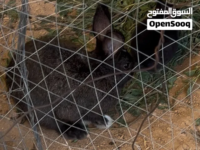 أرانب للبيع 2 اناتي 1 ذكر انتى عربيه وذكر عربي وانتى مالطيه