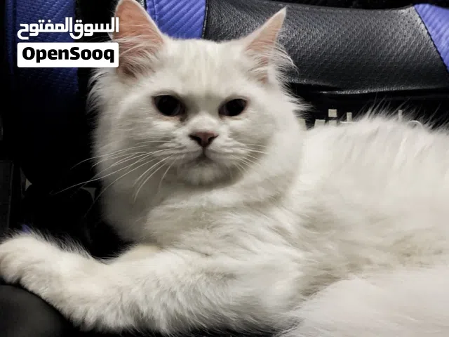 للبيع قطط مكس هملايا مع برتش لونج هير