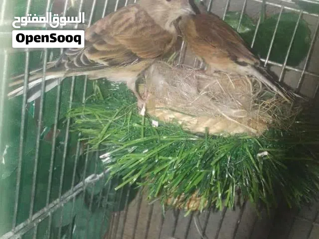 كوبيا امتع العم لي فات قديمه في الحضير تبارك الله الدكر هايج في الحضيره للتبديل افري