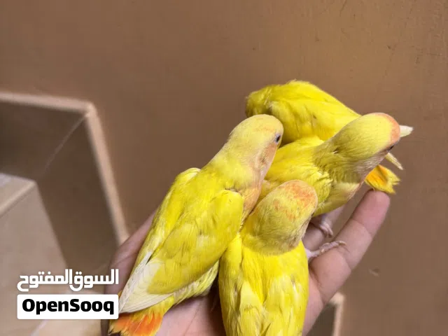 فروخ لاف بيرد