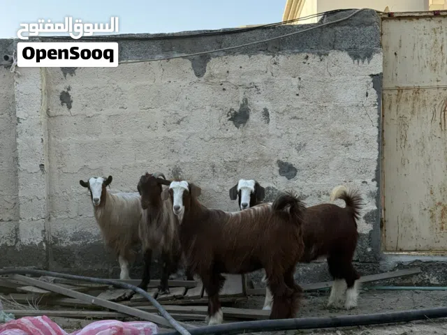 تيوسه مخصايات وسمان