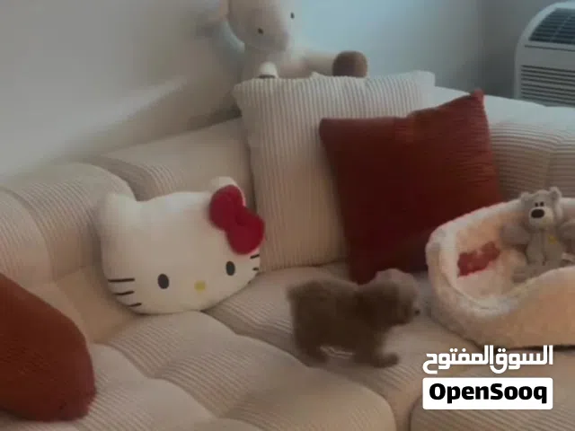Toy poodle