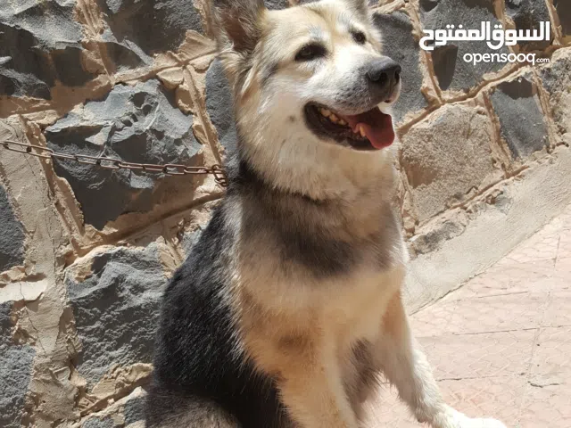 كلبه جيرمن على هاسكي مع 2 عيالها اعمارهم 5 اشهر لمحبين التربيه للحراسه خذلك صغير وربيه ودربه ع كيفك