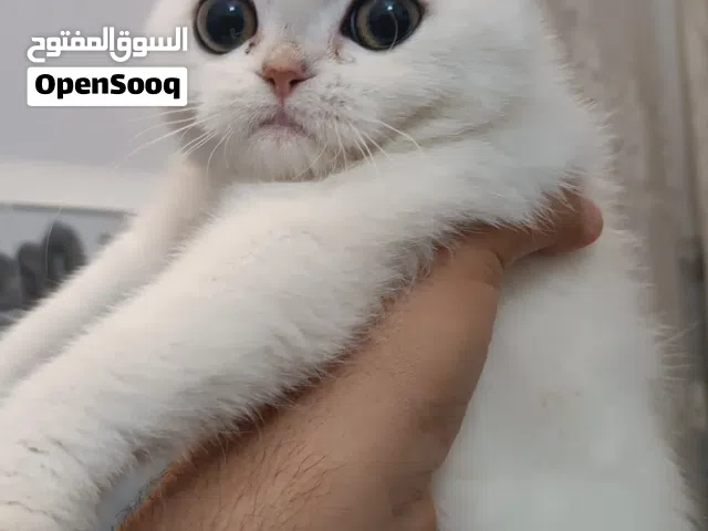 قطه سكوتش فولد نثيه نقي لعمر ثلاث اشهر للبيع