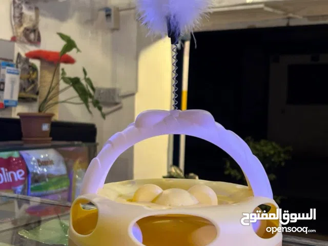 العاب قطط في متجر عالم الحيوانات الاليفه