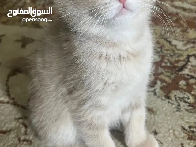 للبيع قطط عمر شهرين 2 سكوتش 1 بريتش 1 شانشيلا مكس بريتش