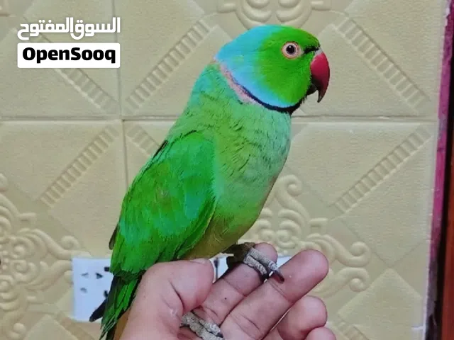 أقره الوصف لمراوس