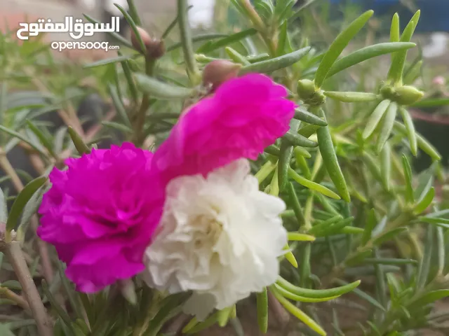 افراخ دجاج عرب