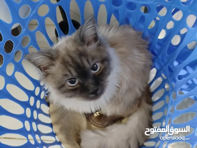 Persian cat looking for new home