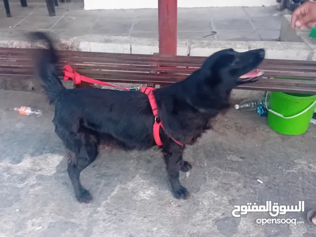 انثي جولدن لون اسود طلب تزوج لبيع