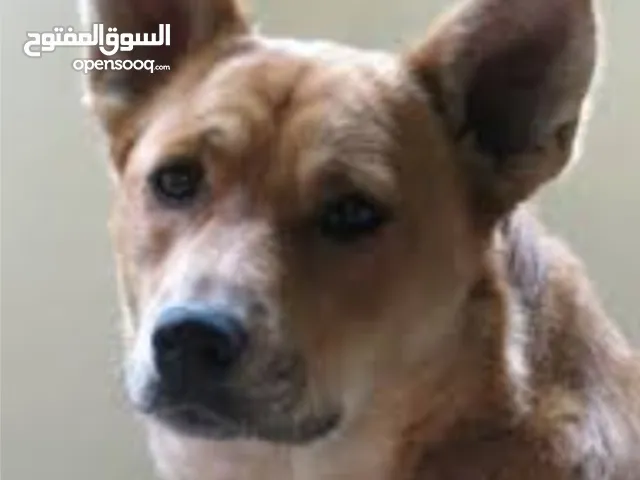 كلب نوع كارولينا