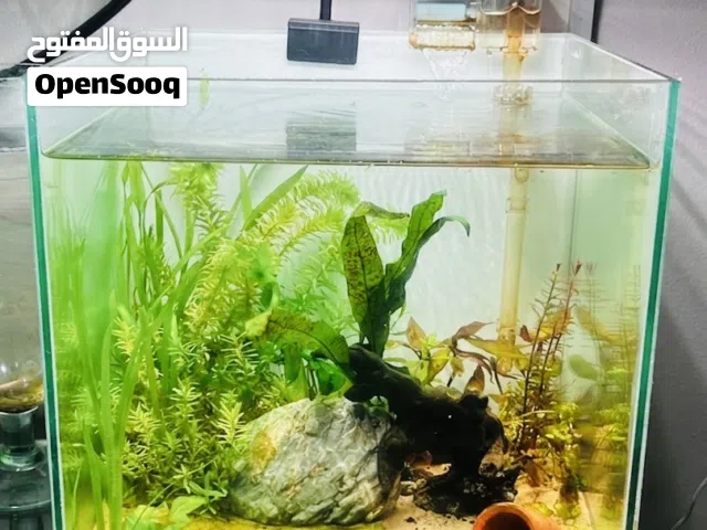 Complete 30cm Cube Planted Aquarium Setup – Ready to Go