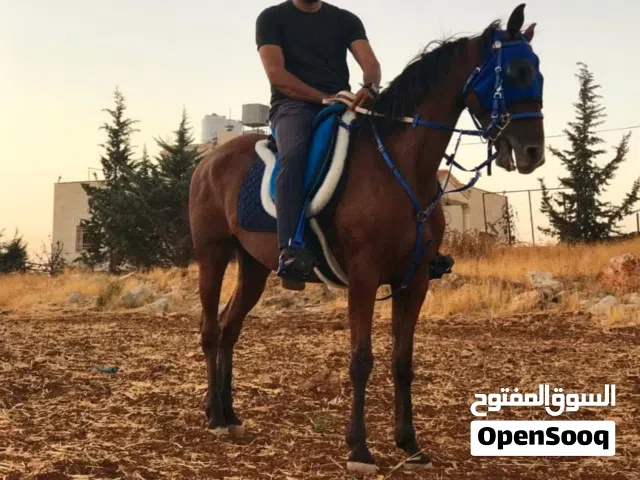 فرس انجليزيه من الطراز الذهبي