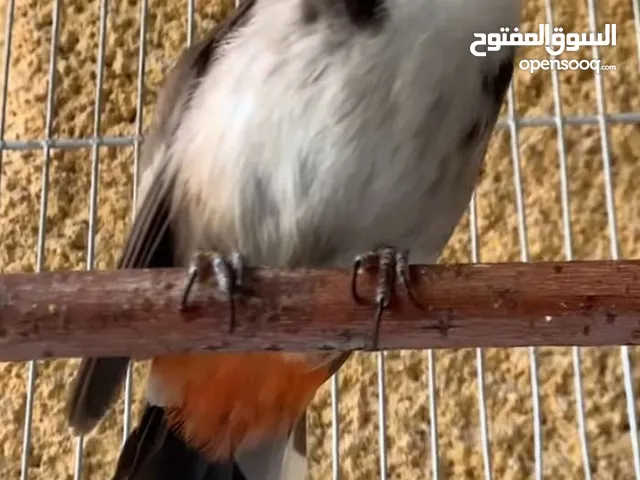 بلبل ماليزي