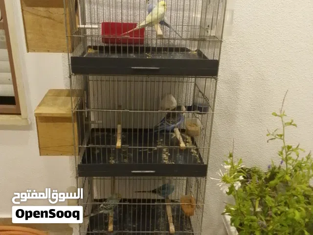 السلام عليكم متوفر تلاته كوبيات بقلينو وحده منهم امدحيه ودكر فرادي للبيع وسلاكة للبيع شبه اجديده