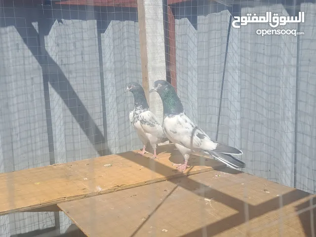 حمام باكستاني تيدي
