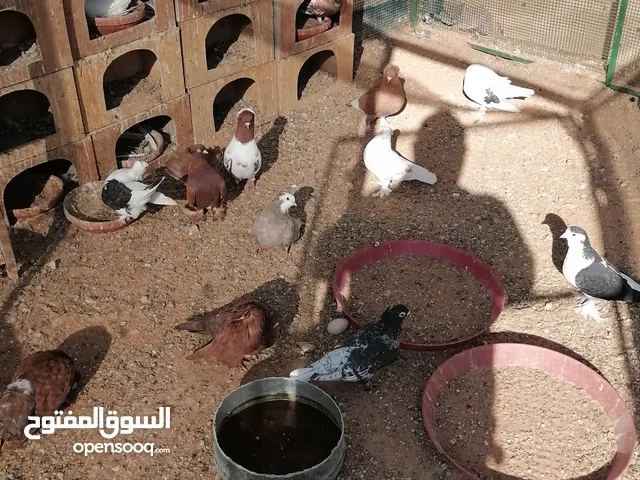 حمام منوع وفيه جوز منتج.....