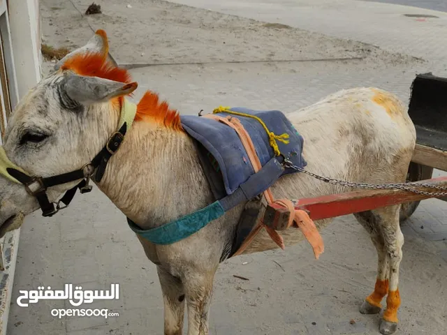 للبيع حمار مشاي عري وقاري سليم 100/100