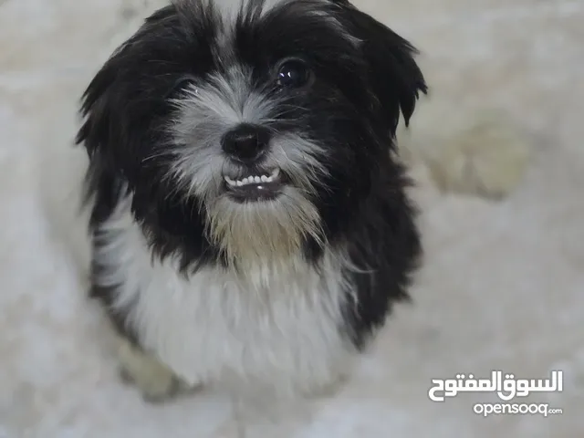 Male Shih tzu Pure Breed