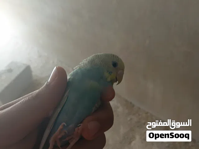 سلام عليكم ورحمة الله متوفرذكر ريمبو ذكر باند بس ميطيروش وجوز الذكر باند أبيض الانثي أسترالي ميطيروش