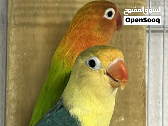 زوج فيشرمنتج  اذكر باربلوه الأنثى كرين أبلين