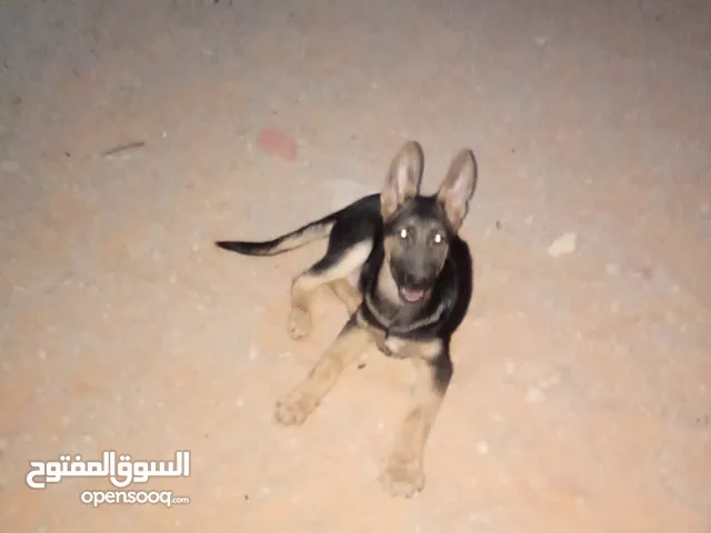 جرو الماني