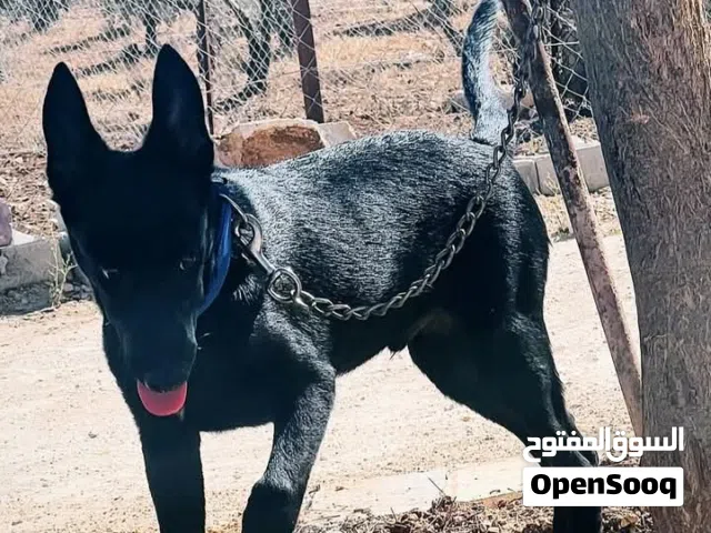 متاح ذكر بلجم