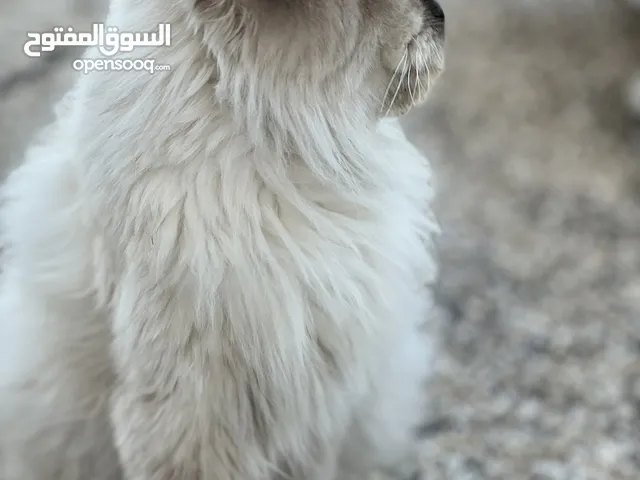 قط من فصيل راغدول اغلا أنواع القطط