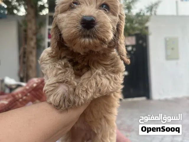 Cockapoo puppy