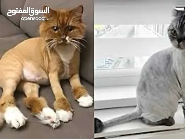 حلاقة للقطط والكلاب الصغيره القطط