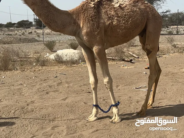 اللبيع بكرة مطلوب 500