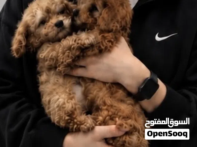 Poodle -Toy poodle /توي بودل