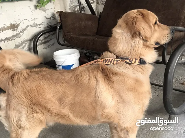 للبيع كلب جولدن ريترايفر بريطاني golden retriever