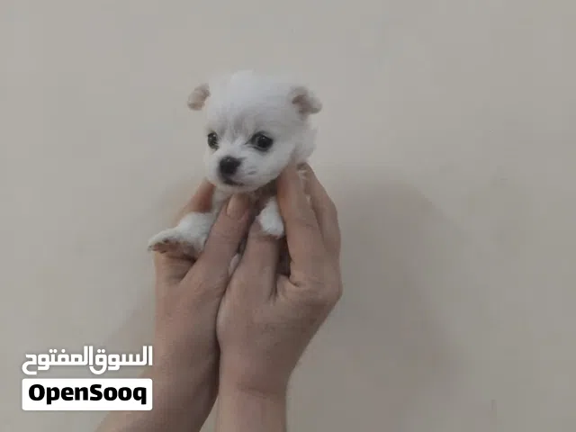 Maltese puppy for sale