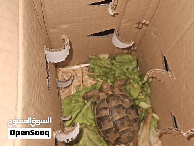 سلحفاة يونانيه صغيره مع جميع ملحقاتها 25 ريال  baby tortoise for sale with all its belongings 25 omr
