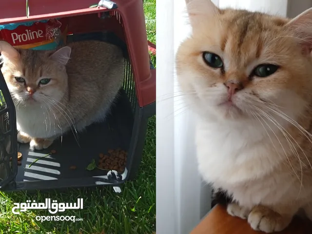 قطة بريتيش غولد