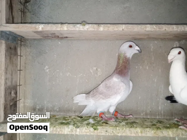 7 فحول موجودين بزرقاء الزواهرة