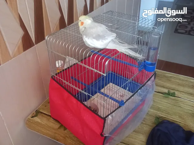 بغباء كوكتيل أليف جدا صغير بالعمر هادي
